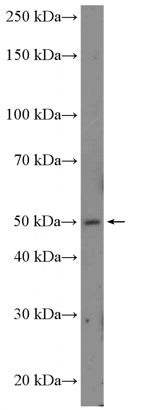 SH-SY5Y cells were subjected to SDS PAGE followed by western blot with Catalog No:113960(PLEKHB1 Antibody) at dilution of 1:300