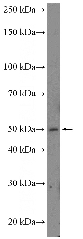 SH-SY5Y cells were subjected to SDS PAGE followed by western blot with Catalog No:113960(PLEKHB1 Antibody) at dilution of 1:300