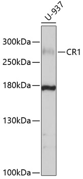 Western blot - CR1 Polyclonal Antibody 
