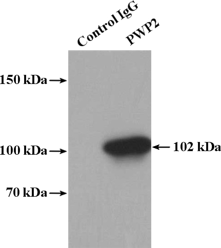 IP Result of anti-PWP2 (IP:Catalog No:114348, 4ug; Detection:Catalog No:114348 1:600) with HeLa cells lysate 2400ug.