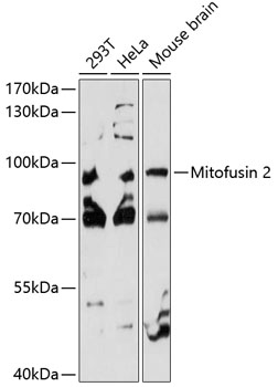 Western blot - Mitofusin 2 Polyclonal Antibody 