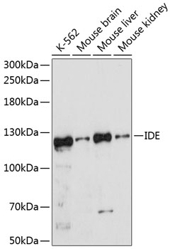 Western blot - IDE Polyclonal Antibody 