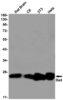 Western blot detection of Bad in Rat Brain,C6,3T3,Hela cell lysates using Bad Rabbit pAb(1:1000 diluted).Predicted band size:18kDa.Observed band size:23kDa.