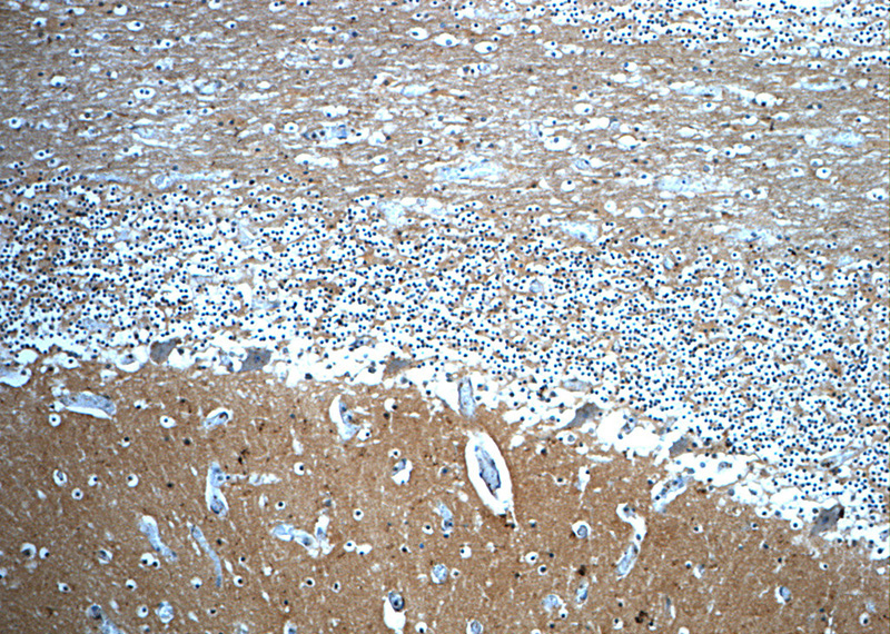Immunohistochemistry of paraffin-embedded human cerebellum slide using Catalog No:114212(PRODH Antibody) at dilution of 1:50(under 10x lens)