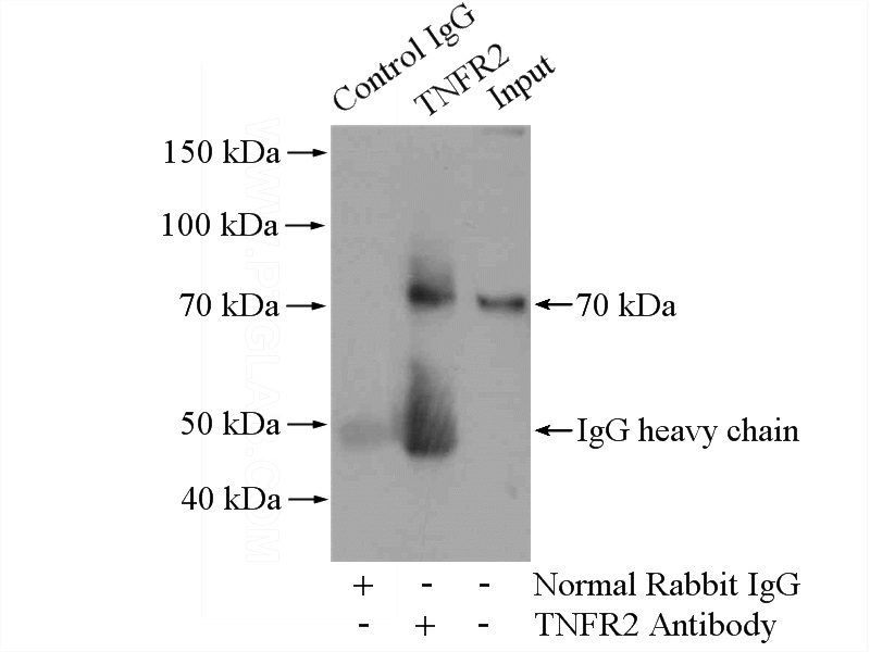 IP Result of anti-TNFR2 (IP:Catalog No:116290, 4ug; Detection:Catalog No:116290 1:500) with HEK-293 cells lysate 1200ug.
