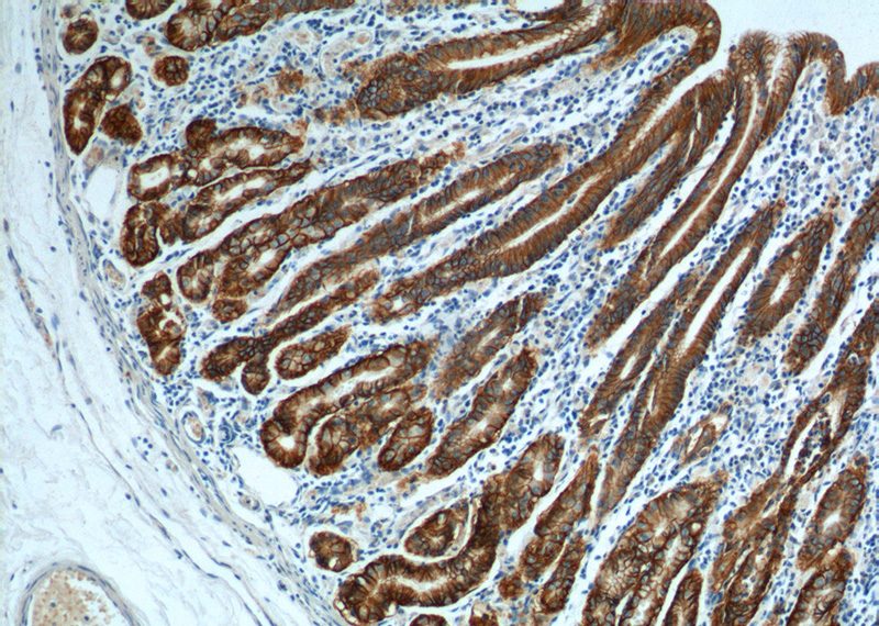 Immunohistochemistry of paraffin-embedded human stomach tissue slide using Catalog No:109338(CLDN18 Antibody) at dilution of 1:200 (under 10x lens).