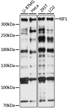Western blot - RIF1 Polyclonal Antibody 