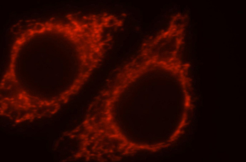 Immunofluorescent analysis of HepG2 cells, using MRPL38 antibody Catalog No:112827 at 1:25 dilution and Rhodamine-labeled goat anti-rabbit IgG (red).