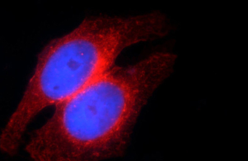 Immunofluorescent analysis of HepG2 cells using Catalog No:111623(IFITM2 Antibody) at dilution of 1:50 and Rhodamine-Goat anti-Rabbit IgG