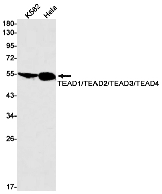 Western blot detection of TEAD1/TEAD2/TEAD3/TEAD4 in K562,Hela cell lysates using TEAD1/TEAD2/TEAD3/TEAD4 Rabbit mAb(1:1000 diluted).Predicted band size:49kDa.Observed band size:54kDa.