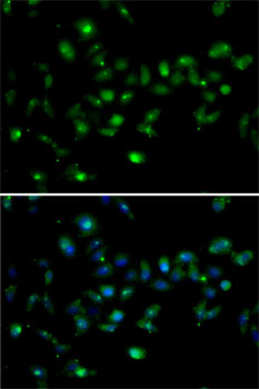 Immunofluorescence - MORF4L1 Polyclonal Antibody 