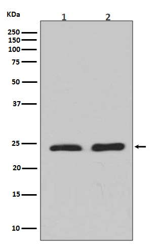 Western blot analysis of Rho A + B + C expression in (1) Jurkat cell lysate; (2) NIH/3T3 cell lysate.