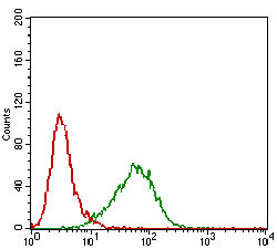 Flow cytometric analysis of Hela cells using PRL mouse mAb (green) and negative control (red).