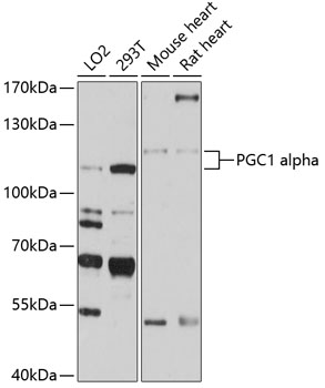 Western blot - PGC1 alpha Polyclonal Antibody 