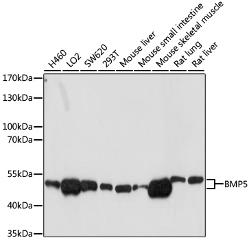 Western blot - BMP5 Polyclonal Antibody 