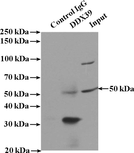 IP Result of anti-DDX39 (IP:Catalog No:109828, 4ug; Detection:Catalog No:109828 1:1000) with HEK-293 cells lysate 3000ug.