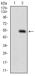 Western blot analysis using DNM1L mAb against HEK293 (1) and DNM1L (AA: 69-213)-hIgGFc transfected HEK293 (2) cell lysate.