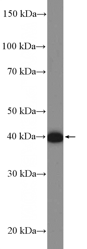 mouse embryo tissue were subjected to SDS PAGE followed by western blot with Catalog No:113251(NME7 Antibody) at dilution of 1:600
