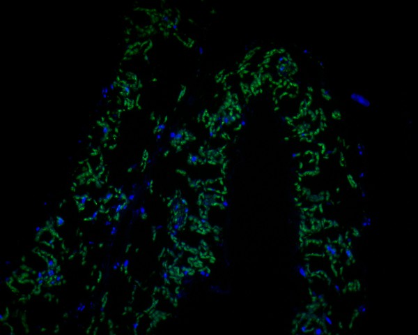 Fig1:; Immunofluorescence staining of paraffin- embedded A. thaliana using anti-AP-4 complex subunit sigma rabbit polyclonal antibody.The section was pre-treated using heat mediated antigen retrieval with Tris-EDTA buffer (pH 9.0) for 20 minutes. The tissues were blocked in 10% negative goat serum for 1 hour at room temperature, washed with PBS, and then probed with AP-4 complex subunit sigma antibody at 1/50 dilution for 10 hours at 4℃ and detected using Alexa Fluor® 488 conjugate-Goat anti-Rabbit IgG (H+L) Secondary Antibody at a dilution of 1:500 for 1 hour at room temperature.