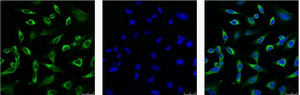 IF analysis of Hela with antibody (Left) and DAPI (Right) diluted at 1:100.