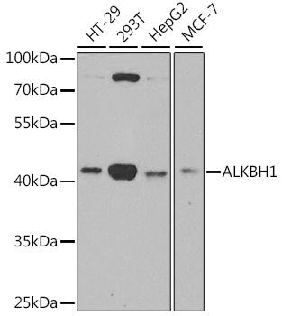 Western blot - ALKBH1 Polyclonal Antibody 