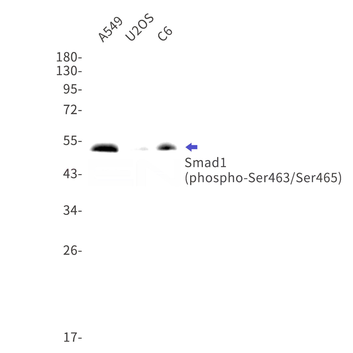 Western blot detection of phospho-Smad1 (Ser463/Ser465) in A549,U2OS,C6 cell lysates using phospho-Smad1 (Ser463/Ser465) Rabbit mAb(1:1000 diluted).Predicted band size:52kDa.Observed band size:52kDa.