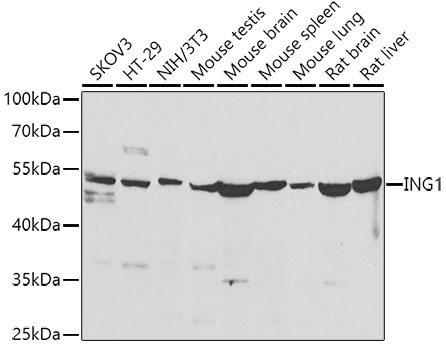 Western blot - ING1 Polyclonal Antibody 
