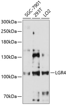 Western blot - LGR4 Polyclonal Antibody 