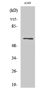 Fig1:; Western Blot analysis of various cells using SLC43A1 Polyclonal Antibody