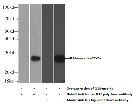 Transfected HEK-293 cells were subjected to SDS PAGE followed by western blot with Catalog No:114182(Pre-IL18 Antibody) at dilution of 1:1000