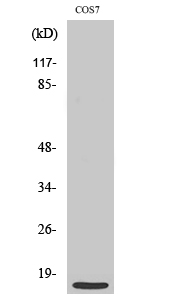 Fig1:; Western Blot analysis of various cells using MRP-S21 Polyclonal Antibody diluted at 1: 500