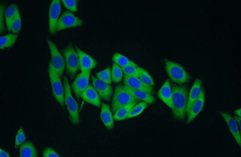 Immunofluorescent analysis of HepG2 cells using Catalog No:112482(MARS Antibody) at dilution of 1:50 and Alexa Fluor 488-congugated AffiniPure Goat Anti-Rabbit IgG(H+L)