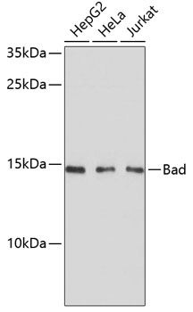 Western blot - Bad Polyclonal Antibody 
