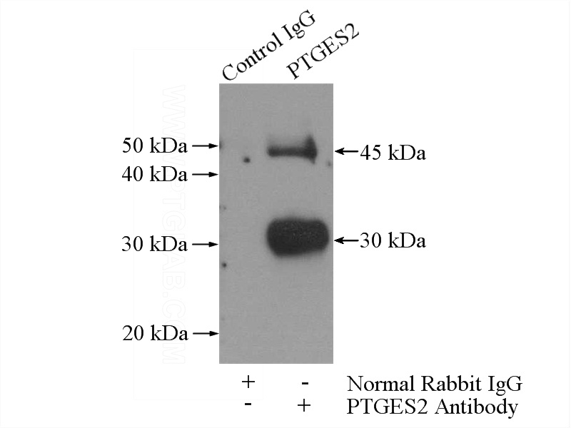 IP Result of anti-PTGES2 (IP:Catalog No:114270, 4ug; Detection:Catalog No:114270 1:500) with mouse heart tissue lysate 4000ug.