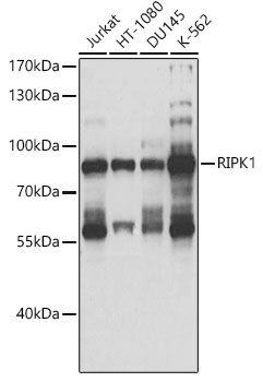 Western blot - RIPK1 Polyclonal Antibody 