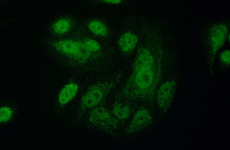 Immunofluorescent analysis of (10% Formaldehyde) fixed A549 cells using Catalog No:111035(GLRX2 Antibody) at dilution of 1:50 and Alexa Fluor 488-congugated AffiniPure Goat Anti-Rabbit IgG(H+L)