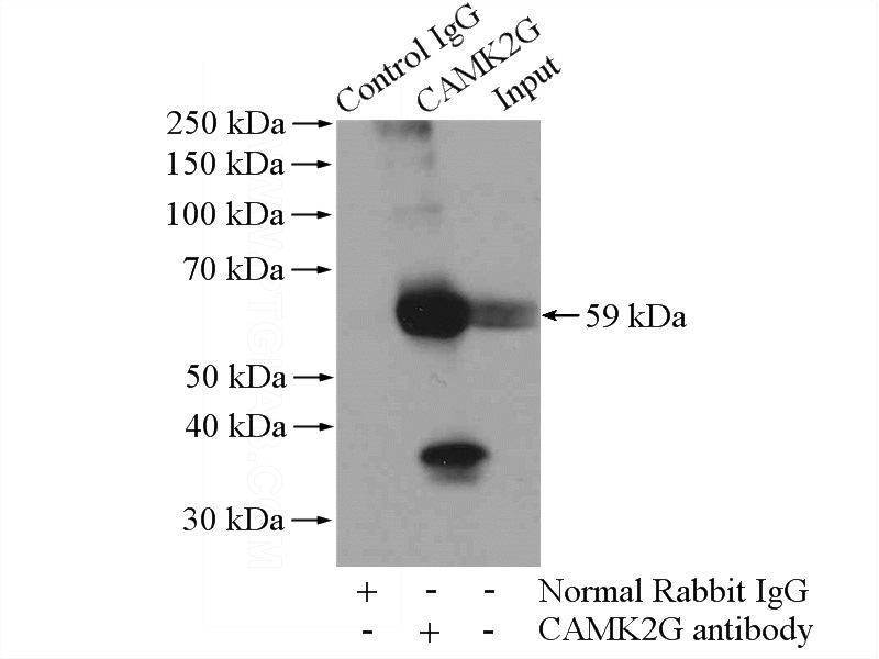 IP Result of anti-CAMK2G (IP:Catalog No:108920, 4ug; Detection:Catalog No:108920 1:1000) with mouse heart tissue lysate 3200ug.