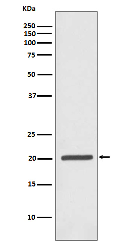 Western blot analysis of Ferritin expression in Jurkat cell lysate.