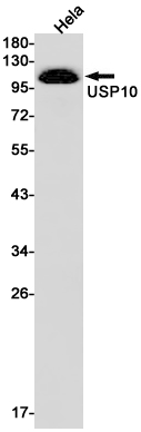 Western blot detection of USP10 in Hela cell lysates using USP10 Rabbit pAb(1:1000 diluted).Predicted band size:87kDa.Observed band size:110kDa.