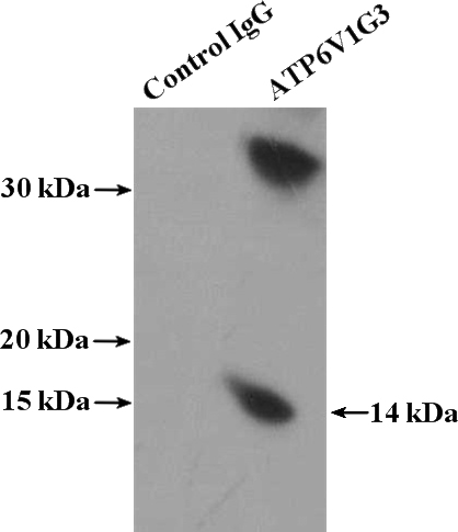 IP Result of anti-ATP6V1G3 (IP:Catalog No:108316, 4ug; Detection:Catalog No:108316 1:800) with mouse kidney tissue lysate 4800ug.