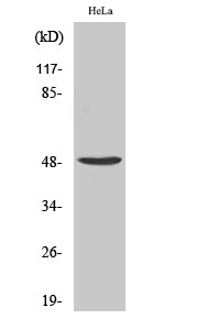 Fig1:; Western Blot analysis of various cells using PRIM1 Polyclonal Antibody cells nucleus extracted by Minute TM Cytoplasmic and Nuclear Fractionation kit (SC-003,Inventbiotech,MN,USA).