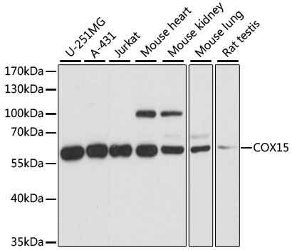 Western blot - COX15 Polyclonal Antibody 