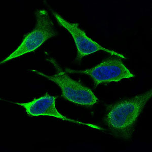 Immunofluorescence analysis of Hela cells using DNM1L mouse mAb (green). Blue: DRAQ5 fluorescent DNA dye.