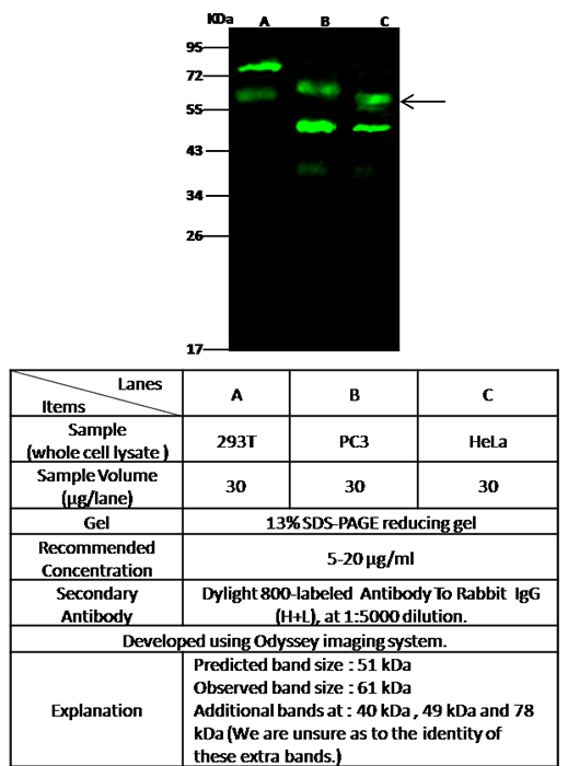 GOPC / PIST Antibody, Rabbit PAb, Antigen Affinity Purified, Western blot