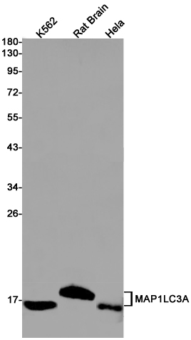 Western blot detection of MAP1LC3A in K562,Rat Brain,Hela cell lysates using MAP1LC3A Rabbit pAb(1:1000 diluted).Predicted band size:14kDa.Observed band size:16kDa.