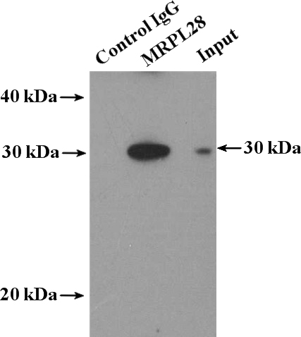IP Result of anti-MRPL28 (IP:Catalog No:112821, 4ug; Detection:Catalog No:112821 1:500) with mouse brain tissue lysate 4000ug.
