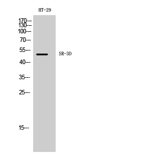 Fig1:; Western Blot analysis of HT-29 cells using SR-3D Polyclonal Antibody