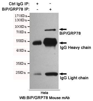 Immunoprecipitation of BiP/GRP78 from Hela cell extracts using BiP/GRP78 Mouse mAb.Western blot was performed using BiP/GRP78 Mouse mAb.