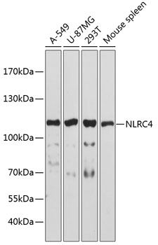 Western blot - NLRC4 Polyclonal Antibody 