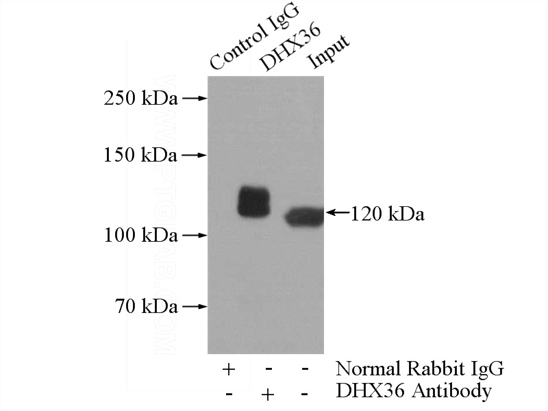 IP Result of anti-DHX36 (IP:Catalog No:109932, 5ug; Detection:Catalog No:109932 1:500) with PC-3 cells lysate 1880ug.